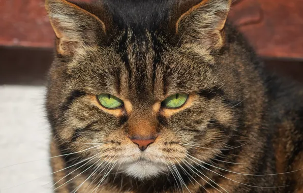 Cat, look, face, light, grey, striped, thick