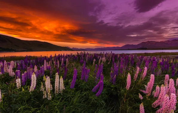 Sunset, flowers, lake, New Zealand, Lake Tekapo, lupins