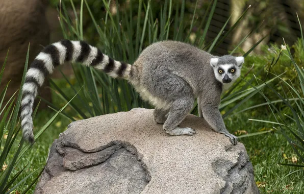 Picture grass, look, stone, tail, lemur, striped