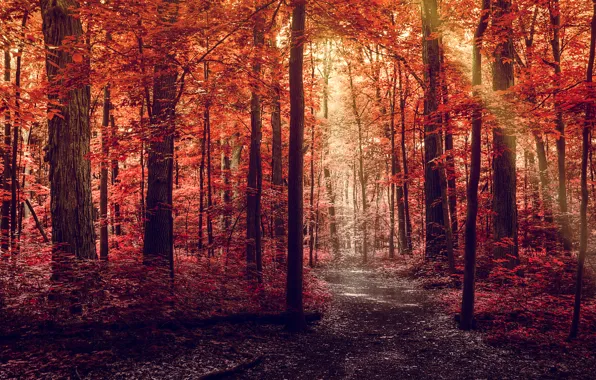 Road, autumn, forest, leaves, rays, light, trees, nature