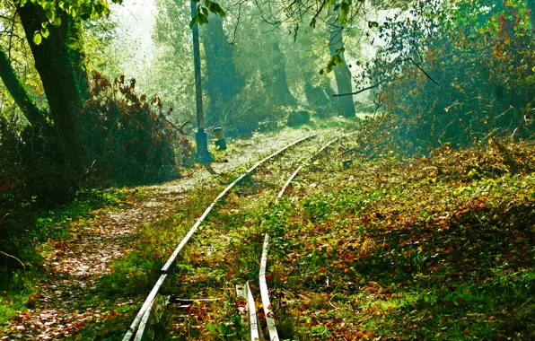 Forest, landscape, railroad, train