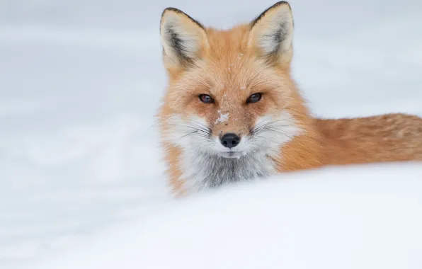 Winter, look, face, snow, Fox, red