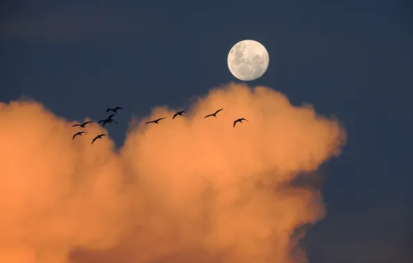 The sky, clouds, sunset, birds, the moon