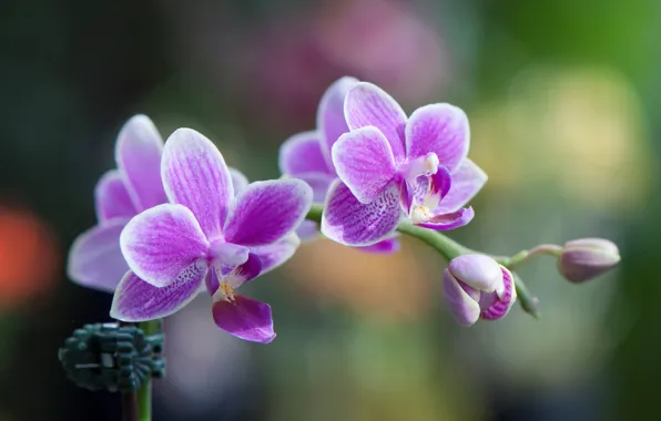 Picture macro, petals, Orchid, inflorescence