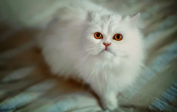 Picture cat, look, fluffy, Persian cat, white cat