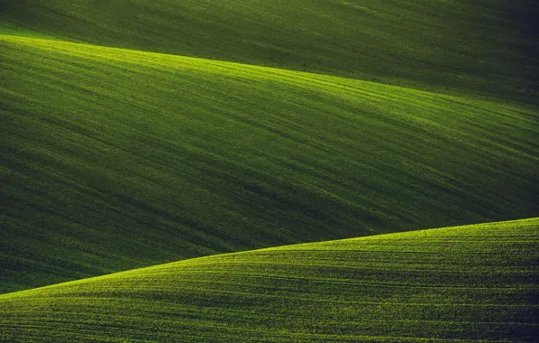 Picture nature, field, green