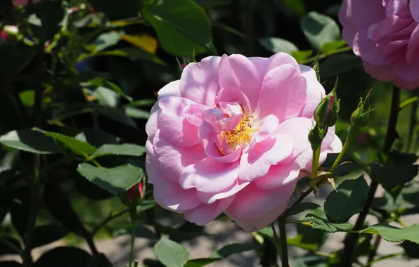 Leaves, light, flowers, the dark background, roses, petals, garden, pink