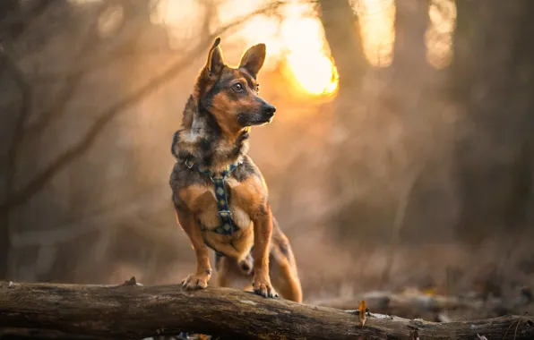 Picture autumn, dog, bokeh