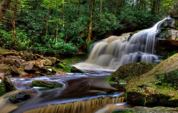 Forest, trees, stream, stones, waterfall, USA, Elakala Falls, Blackwater Falls State Park