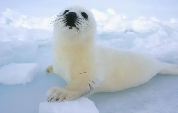 Picture ice, seal, cub