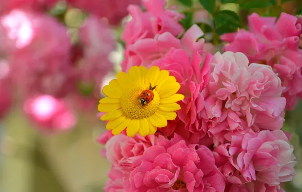 Picture Flowers, Flowers, Pink roses, Pink roses