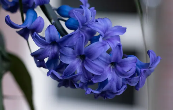 Macro, flowers, spring, stem, grey background, inflorescence, lilac, hyacinth