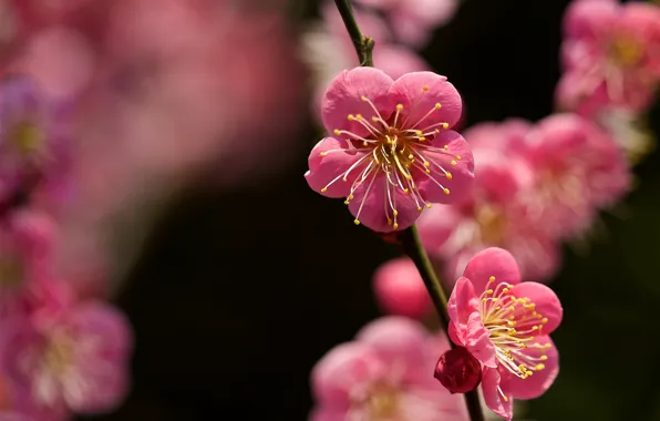 Macro, branch, spring, apricot, flowering, flowers, bokeh