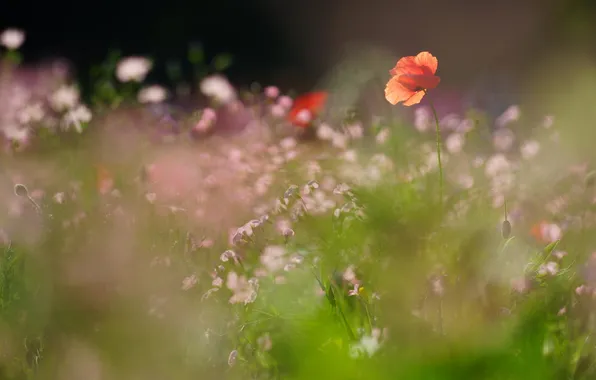 Field, flowers, red, Mac, pink