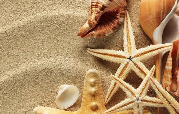 Sand, summer, shell, starfish