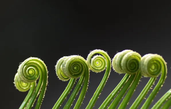 Macro, curls, plant, spiral, green, fern, antennae