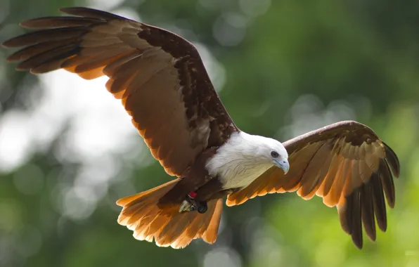 Picture Eagle, sky, bald