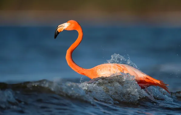 Wave, water, bird, waves, Flamingo, bird, flamingo, phoenicopterus