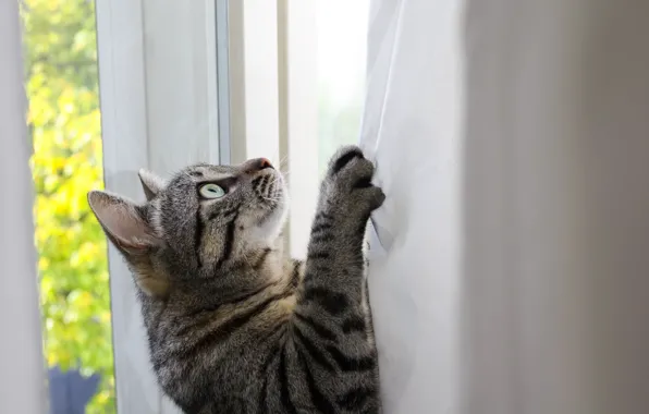 Picture look, looking, curtains, feline