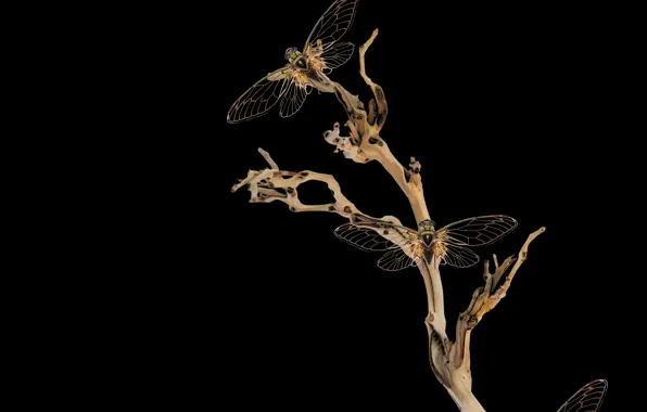 Dark, night, branches, insect, natura, dragonflies