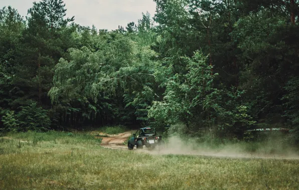 Greens, machine, trees, Forest, walk, ATV