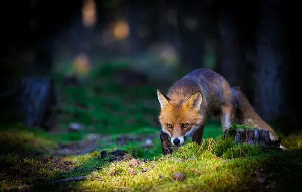 Picture forest, look, face, pose, the dark background, moss, stump, Fox