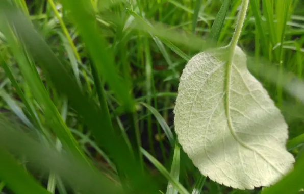 Grass, Sheet, Apple