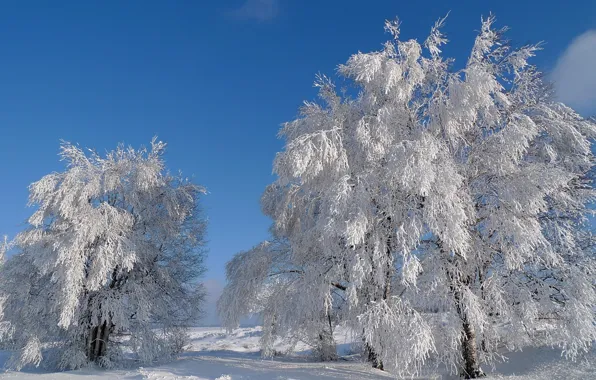 Winter, the sky, snow, trees