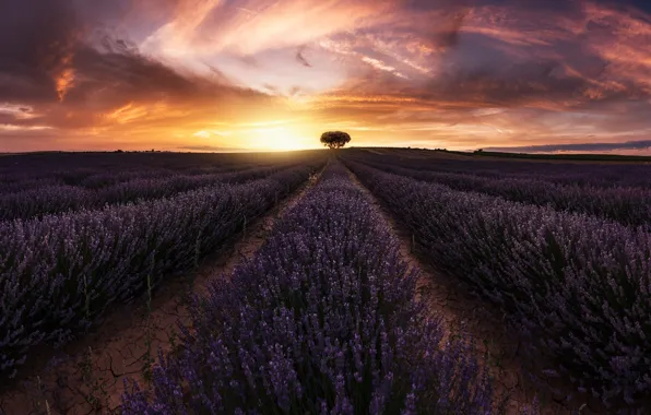 Picture field, the sun, light, tree, lavender