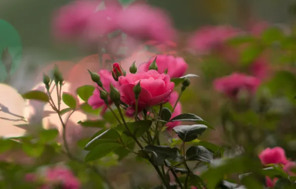 Picture flowers, rose, Bush