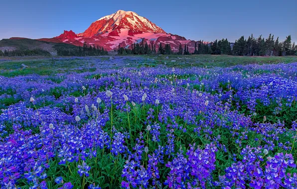 Picture flowers, mountains, meadow, USA, Washington