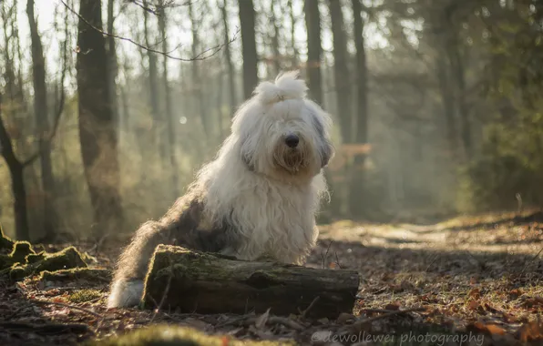 Picture dog, the old English Sheepdog, Bobtail