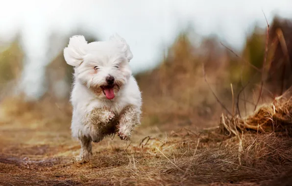 Field, dog, running