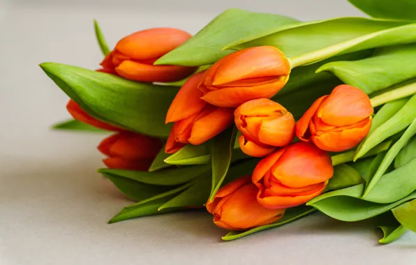 Flowers, bouquet, tulips, fresh, flowers, beautiful, romantic, tulips
