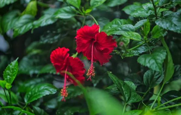 Greens, leaves, flowers, Bush, garden, red, bokeh, hibiscus