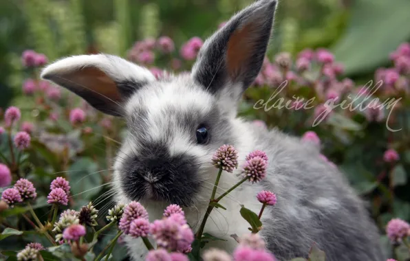 Picture flowers, rabbit, meadow