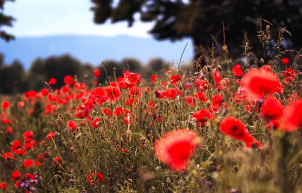 Field, flowers, red, nature, Mac, Maki, poppy field