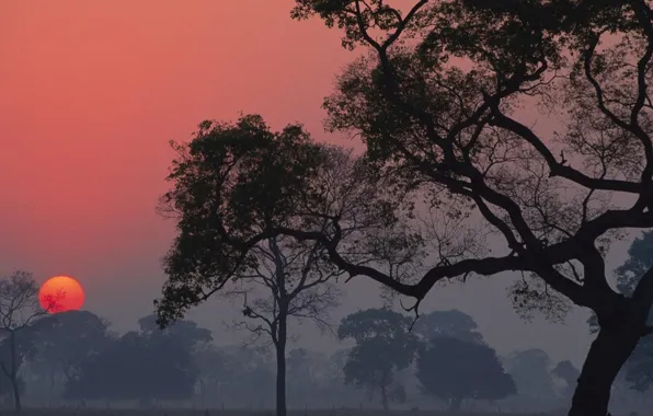 Picture fog, sun, trees, landscapes, sunset, the evening, trees, the sun