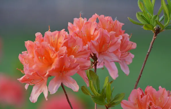 Picture flowers, nature, spring, flowering, rhododendron