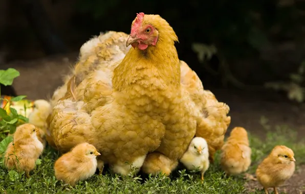 Grass, chickens, chicken, Yellow