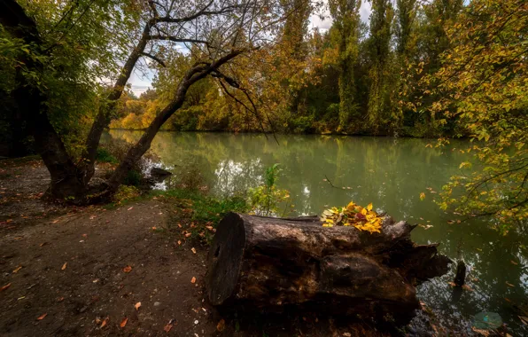 Picture autumn, forest, landscape, nature, pond, Bank, Alexander Plekhanov