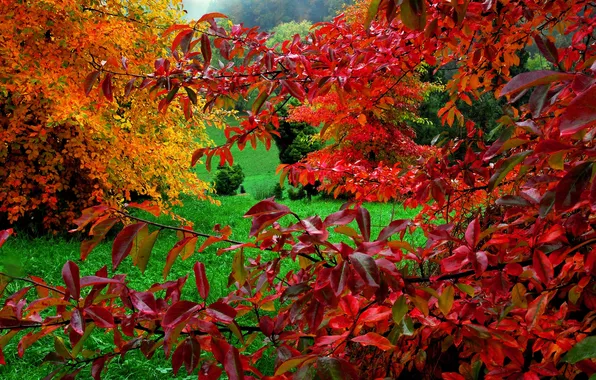 Picture autumn, grass, leaves, paint, the crimson