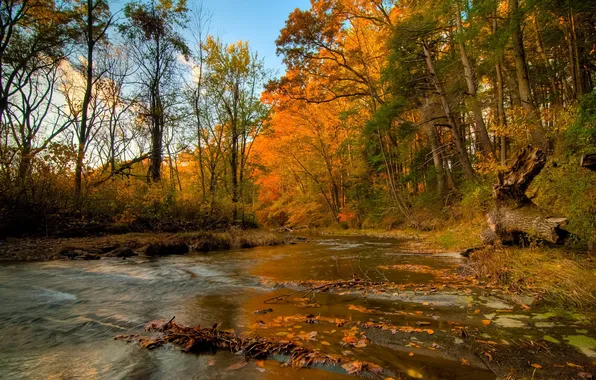 Autumn, forest, river