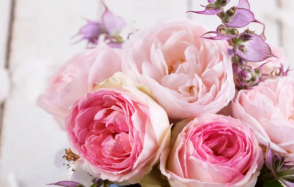 Picture photo, Flowers, Pink, Roses