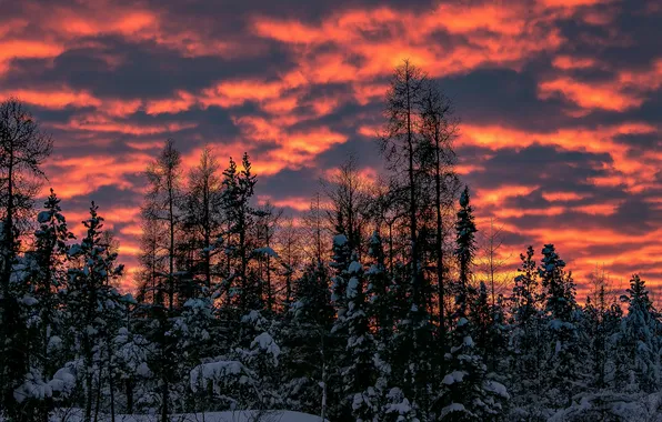 Winter, the sky, clouds, snow, trees, sunset