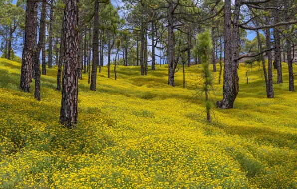 Spain, Canary Islands, Step