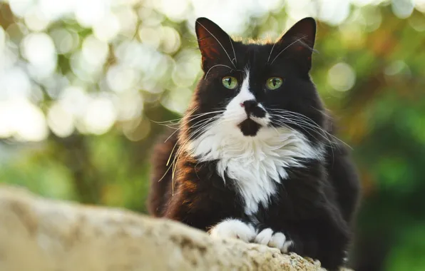 Cat, cat, mustache, look, face, light, nature, black and white