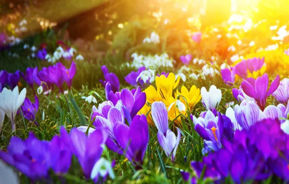Picture light, flowers, glade, bright, crocuses
