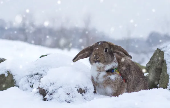 Picture winter, snow, rabbit