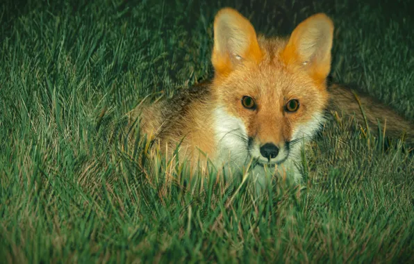 Animals, summer, night, Fox, Fox, summer, animals, hunter